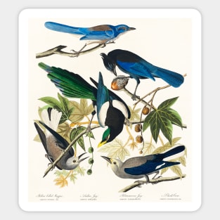 Yellow-Billed Magpie, Stellers Jay, Ultramarine Jay and Clark's Crow from Birds of America (1827) Sticker